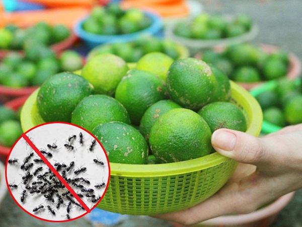 Chanh tươi giúp đuổi kiến hiệu quả