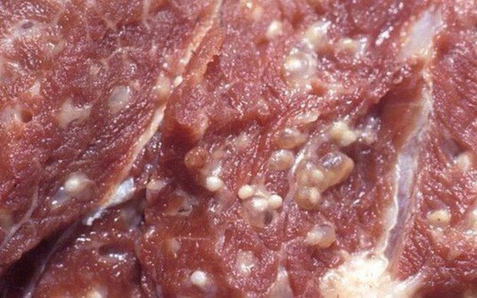 Thịt lợn bệnh màu đỏ sẫm và kém săn chắc