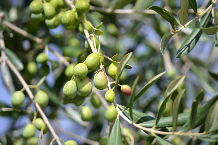 olive