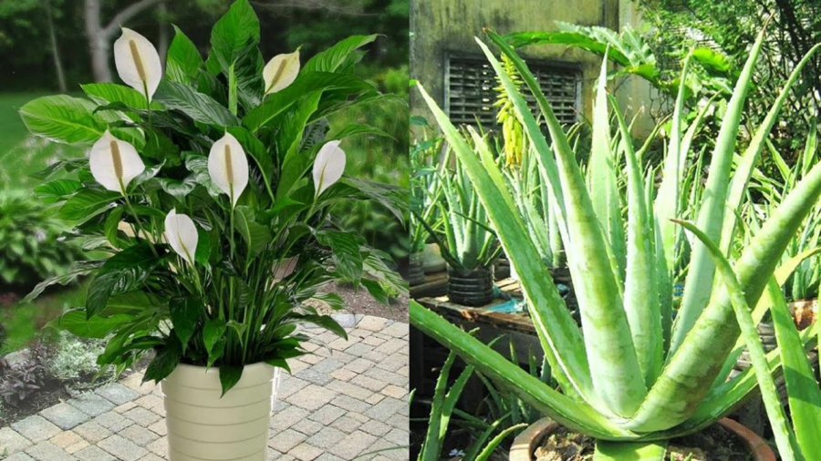 Trồng cây phong thủy giúp tăng năng lượng tốt