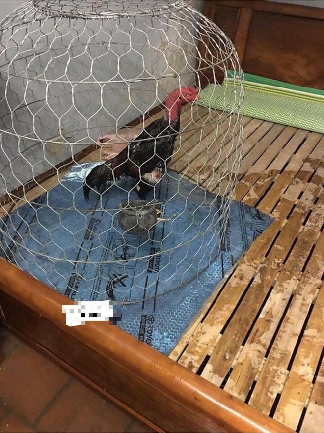 Chú gà chọi được ưu ái nhất đây rồi.