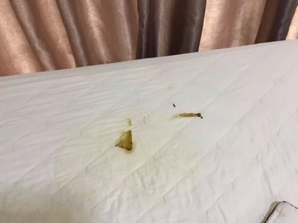 Ga giường bị chú chó phóng uế bừa bãi.