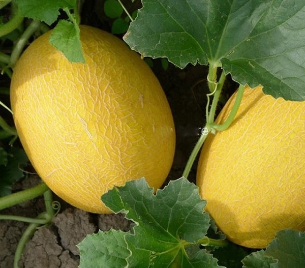 dualuoivang