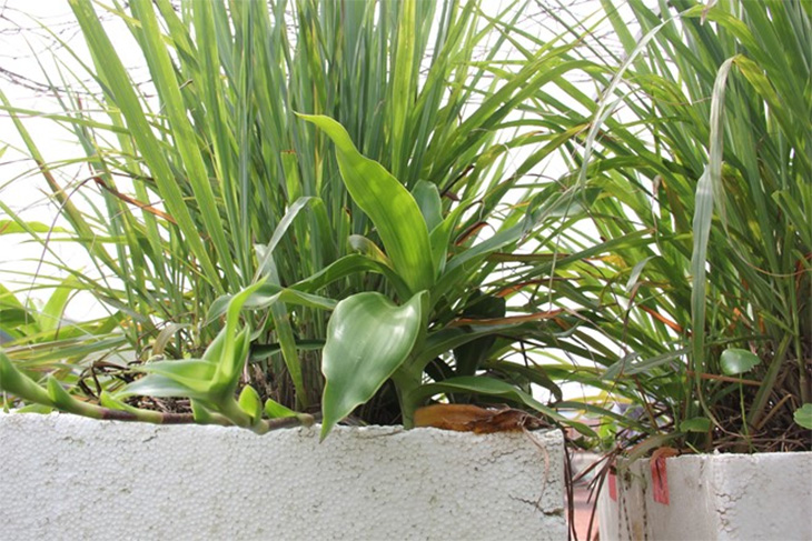 8-meo-duoi-va-diet-muoi-hieu-qua-phong-tranh-vi-rut-zika-3