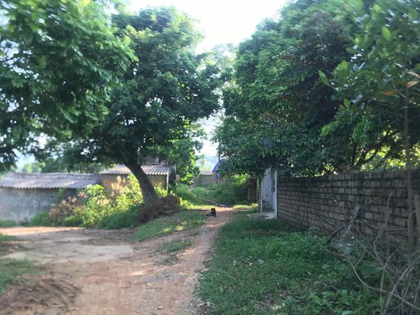 mang-thai1