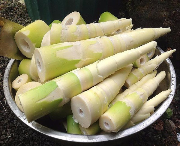 Măng tươi có chứa một số độc tố có thể gây ngộ độc cho người ăn. (Ảnh minh họa)