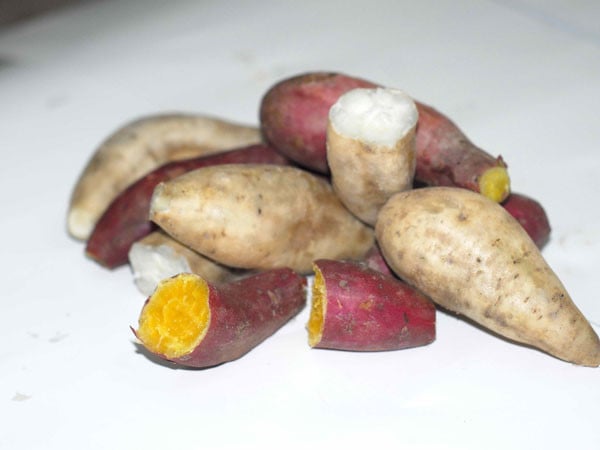 loi-ich-tu-khoai-lang