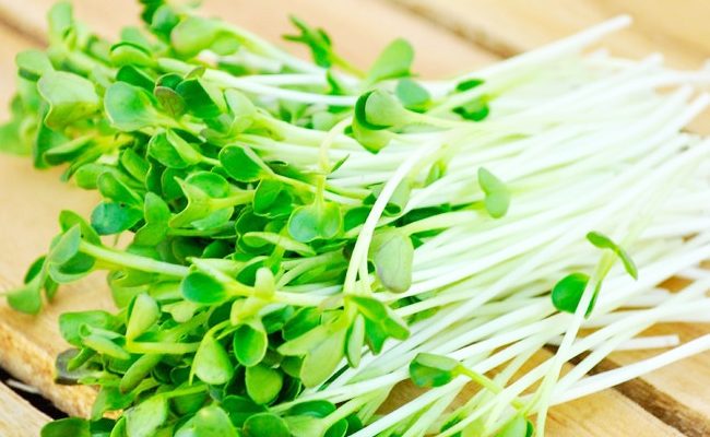 Ăn nhiều rau mầm sống dễ bị suy tuyến giáp