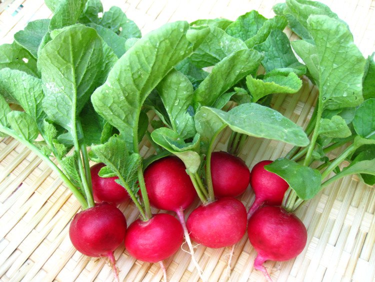 Củ cải đường giúp thanh lọc Sh88bet đăng ký miễn phí