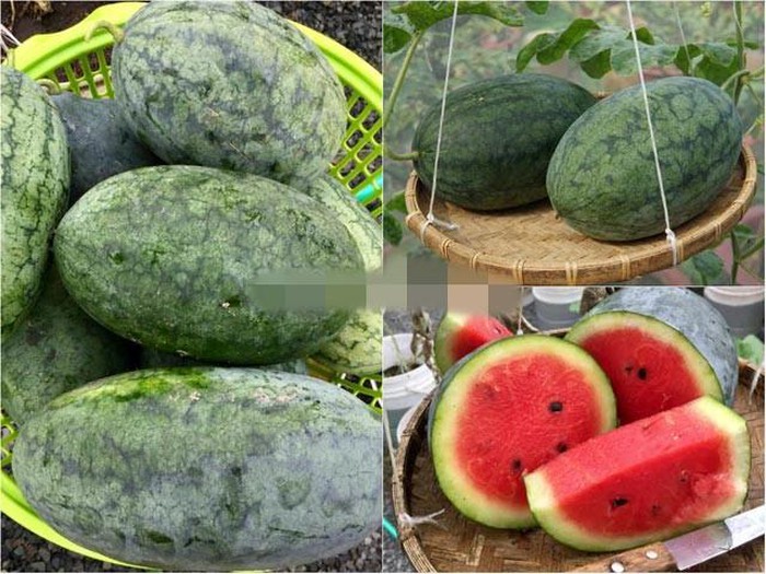 Ngoài dưa lưới, anh còn trồng cả dưa hấu.