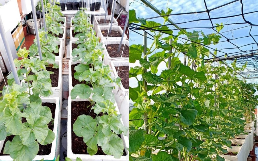 Vườn dưa trên sân thượng của chị Huyền.