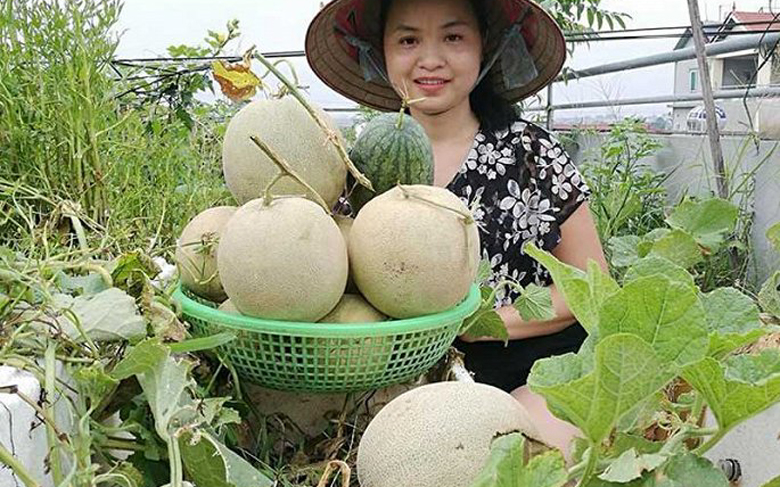 Vườn dưa lưới của chị Hoàng Phương Hà.