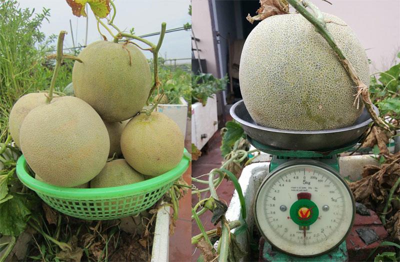 Được biết, chị bắt đầu trồng rau sạch trên sân thượng đã hơn 10 năm nay, còn trồng dưa lưới cũng đã được vài mùa hè. 