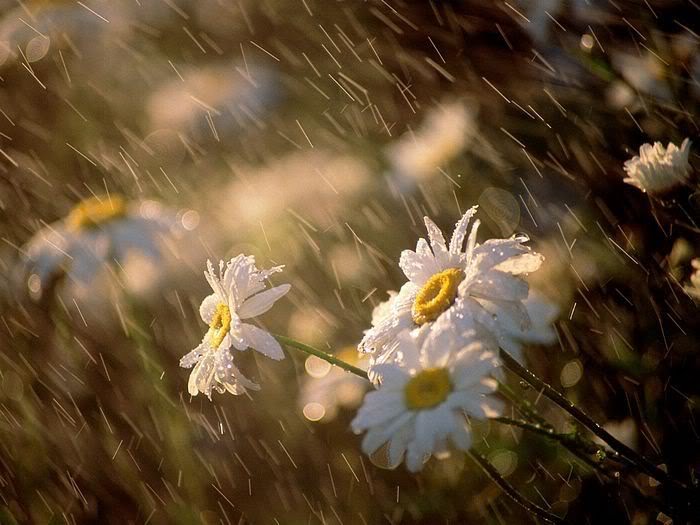 5Bwallcoo5D_Chrysanthemum_flower_We