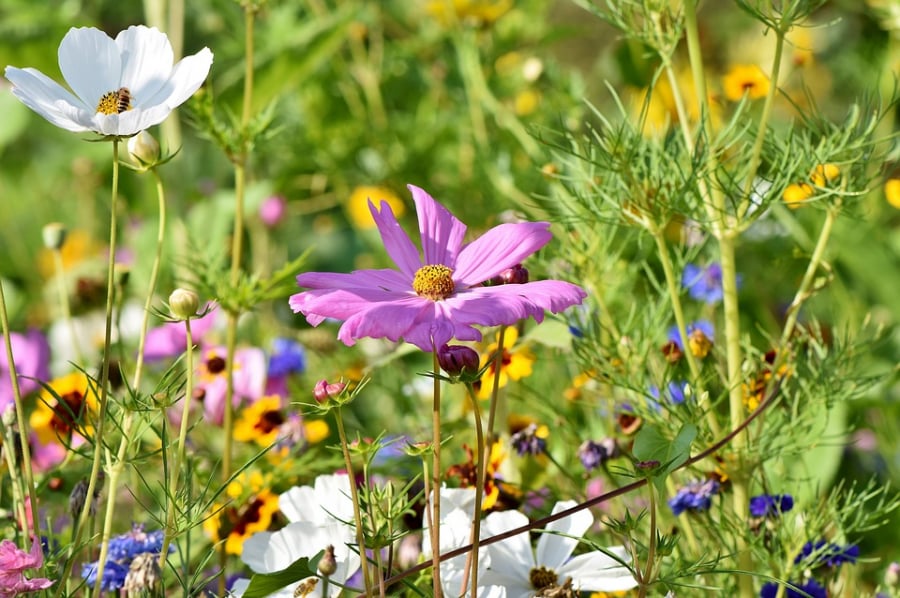 flower-meadow-3598552_960_720