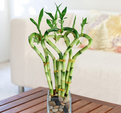 Cây trong nhà tự nhiên đâm chồi nảy lộc