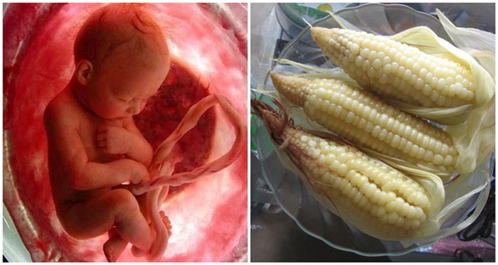 Ngô tốt cho tim mạch của mẹ bầu và thai nhi