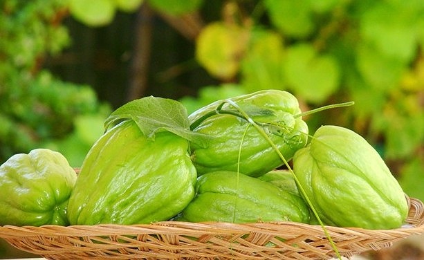 cong dung cua su su-phunutoday
