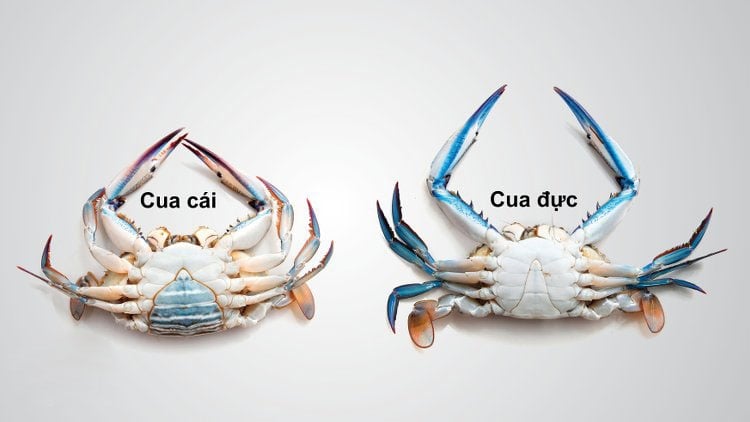 cach-hap-cua-ngon-01