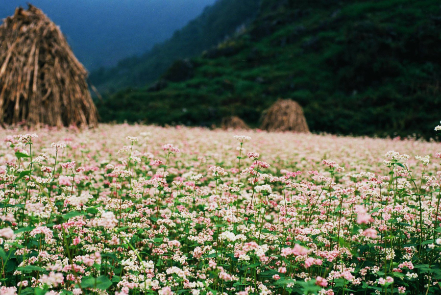ha-giang-05