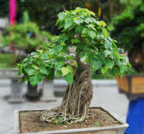 cay-phong-thuy-02