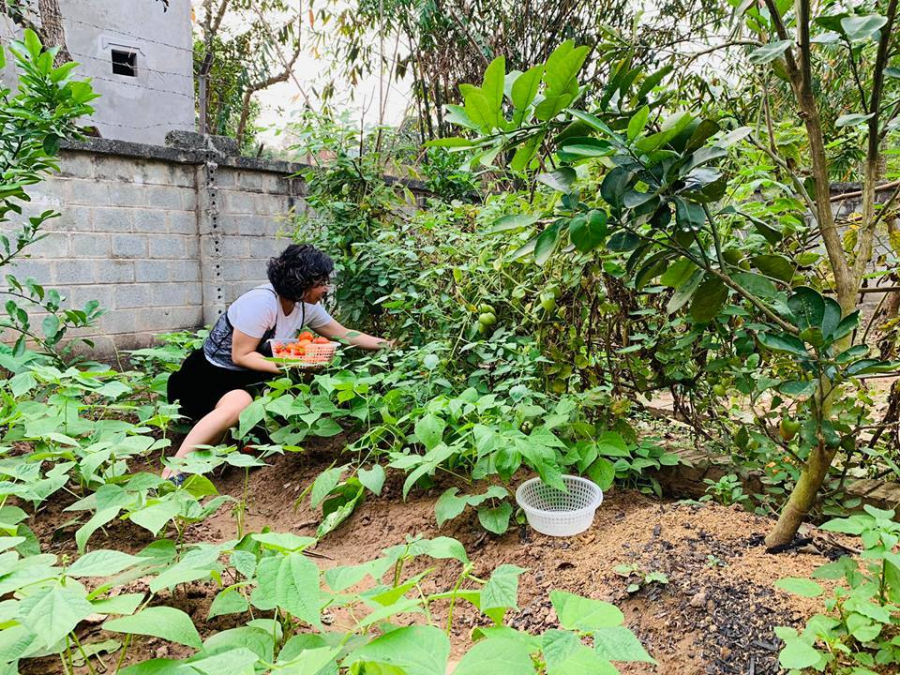 Vợ chồng nam diễn viên trồng nhiều loại rau sạch trong vườn. 