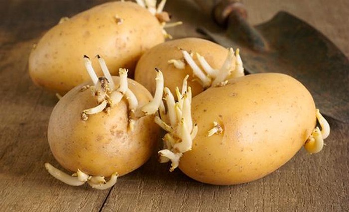 Khoai tây mọc mầm nên vứt đi