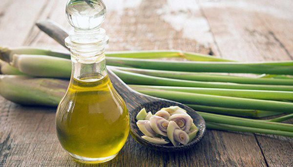 Tinh dầu sả diệt vi khuẩn
