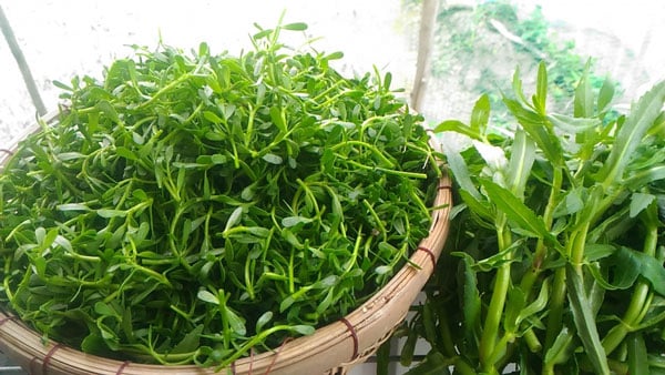 Rau đắng 