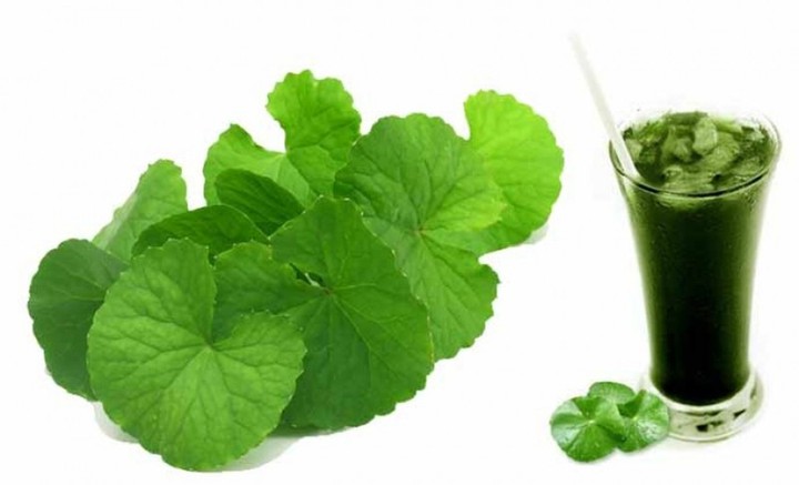 Rau má đắng nhưng tốt cho sức khỏe