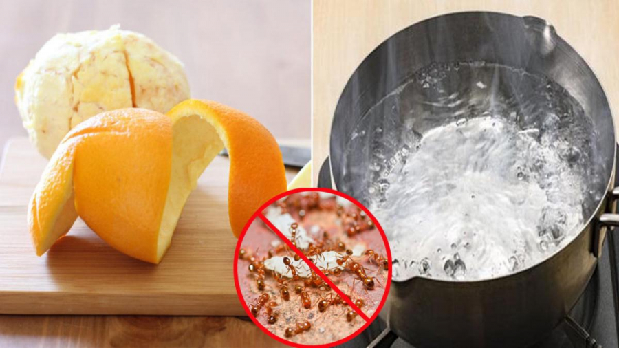 Vỏ cam đuổi kiến hay