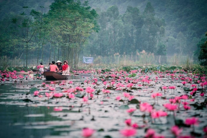 Suối Yến những ngày sang thu được nhuộm hồng bởi hoa súng.