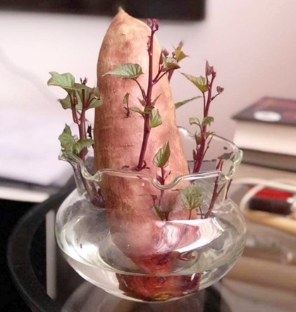 khoai-lang-bonsai-03