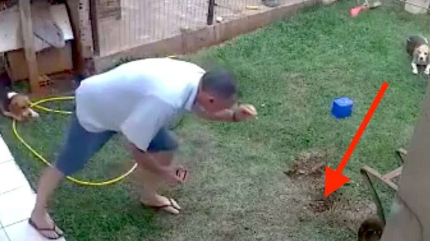 Người đàn ông đang tìm cách tiêu diệt lũ gián trong vườn.