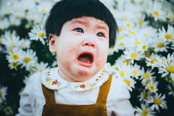 Biểu cảm đáng yêu của em bé khi được bố mẹ cho đi chụp hình với cúc họa mi.