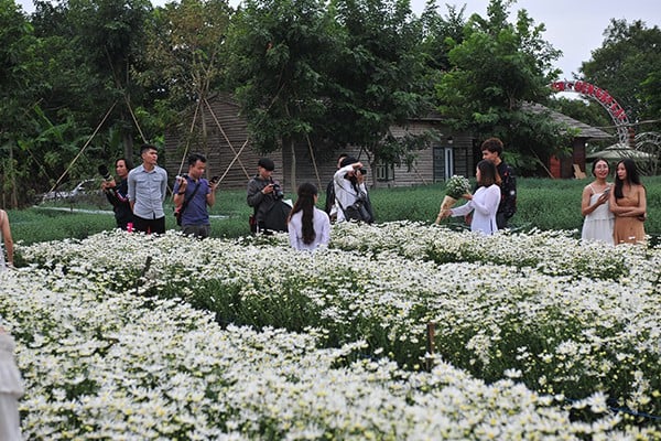 Những luống hoa cúc họa mi nở đầu tiên ở vườn hoa khu vực bãi đá sông Hồng. (Ảnh: Gia đình & Shbet111 phiên bản mới)