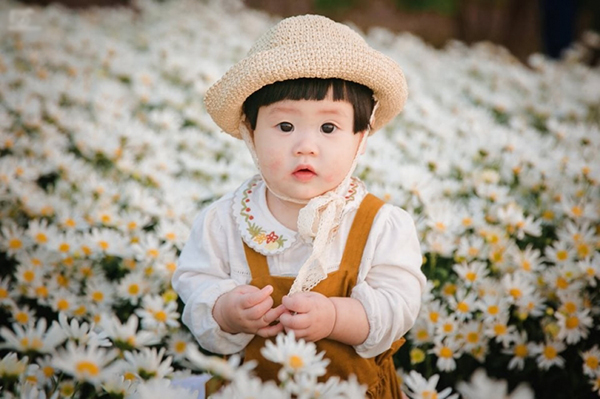 Không chỉ có những bạn trẻ, ngay cả các em bé cũng được bố mẹ cho đi chụp hình cùng với cúc họa mi.