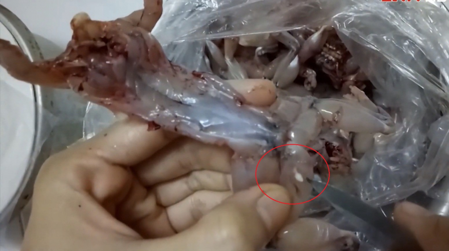 Sán trong thịt ếch Trung Quốc. (Ảnh cắt từ clip)