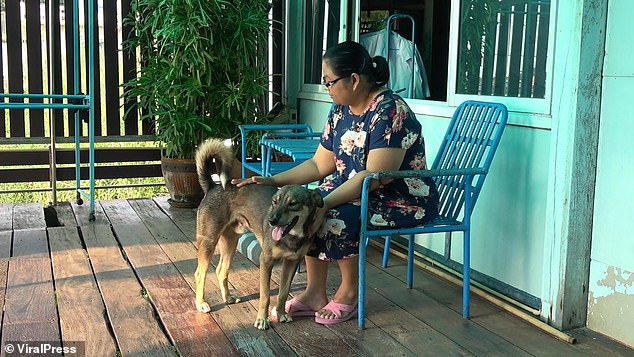 Chú chó được một người phụ nữ chăm sóc rất cẩn thận.
