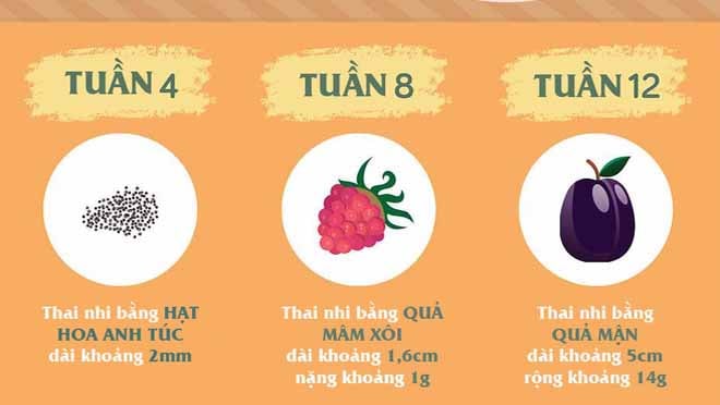 Sự so sánh thú vị giữa kích thước thai nhi với các loại quả sẽ giúp mẹ dễ dàng hình dung hơn về sự phát triển của con.