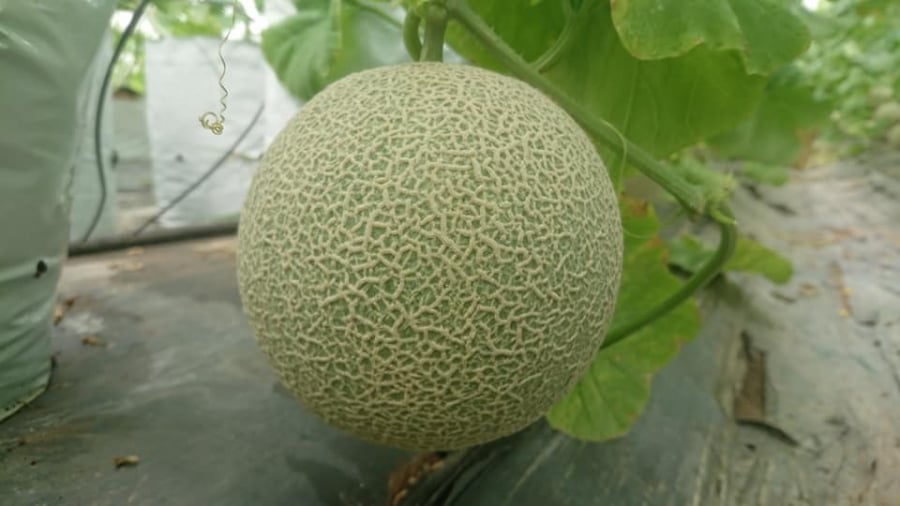 su-phat-trien-cua-thai-nhi-09