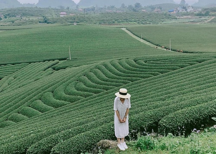 Đồi chè xanh ngát xanh mà góc nào cũng có thể 