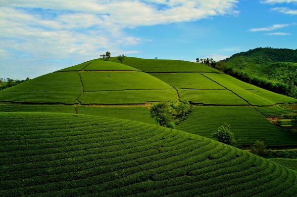 Đồi chè hình bát úp xanh ngát xanh. Ảnh Nhiếp ảnh gia Tuấn Tài