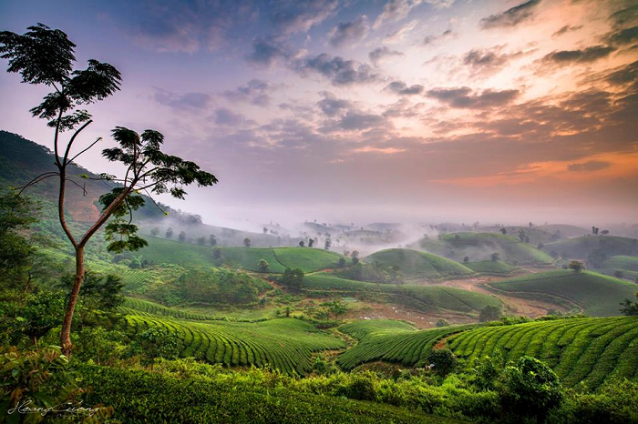 Mênh mông đồi chè.
