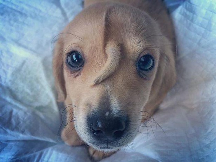 Chú chó kỳ lạ có chiếc đuôi trên đầu.