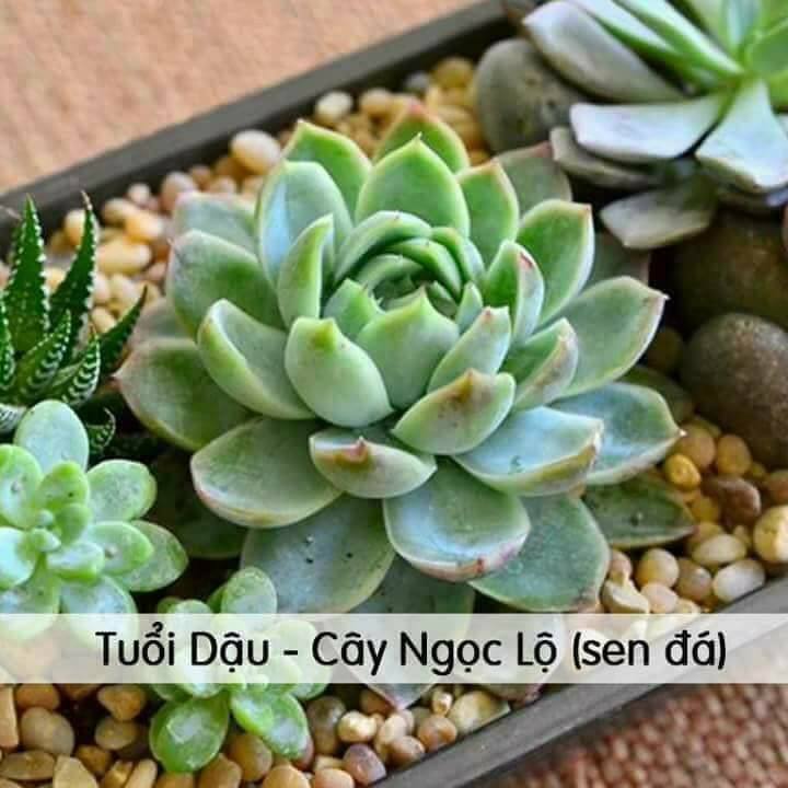 cay phong thuy mang tai loc cho 12 con giap-phunutoday