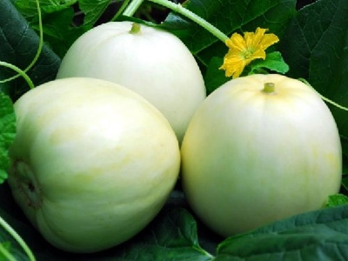 Dưa lê ngon đáy thường lồi lên