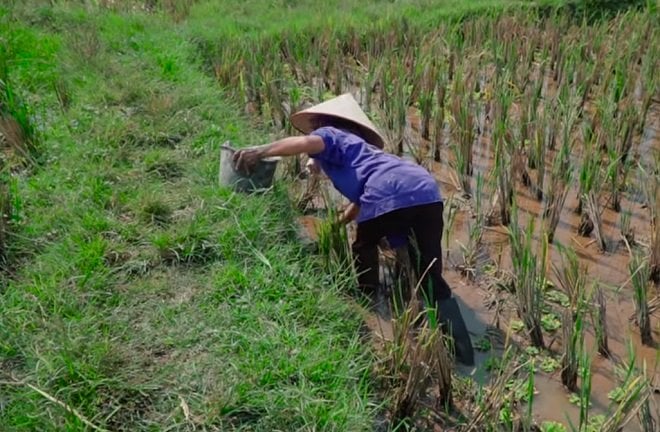Bà Tân ra đồng bắt ốc để chế biến Shbet0099 cá cược trực tuyến.