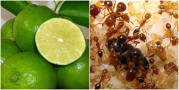 Chanh tươi giúp đuổi kiến