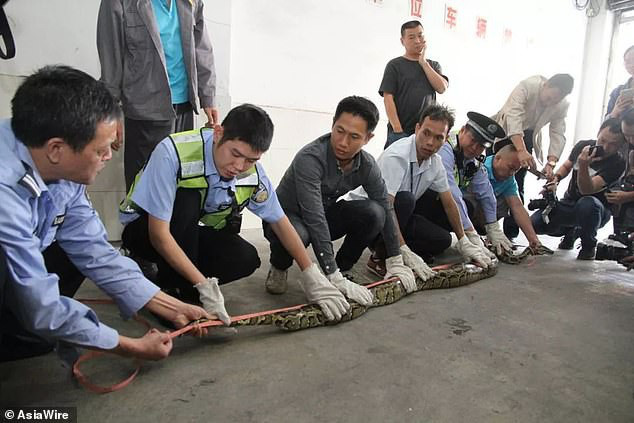 Con trăn dài 4 m rơi từ trần nhà xuống sàn.. Ảnh chụp màn hình Daily Mail